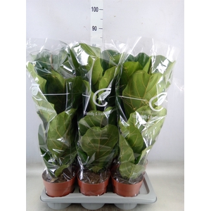 Ficus lyrata
