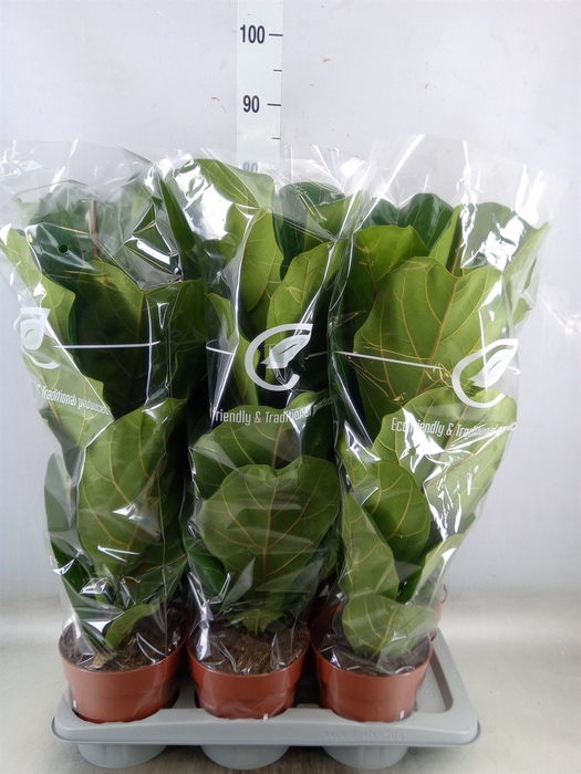 <h4>Ficus lyrata</h4>
