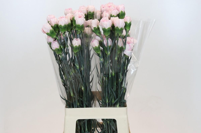 <h4>Dianthus St Damascus</h4>