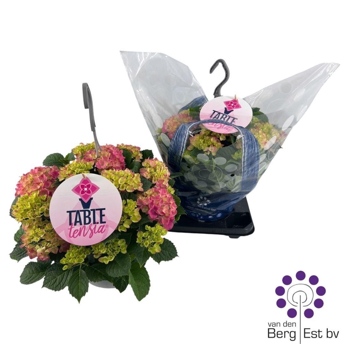 <h4>HYDR M TABLE-TENSIA</h4>