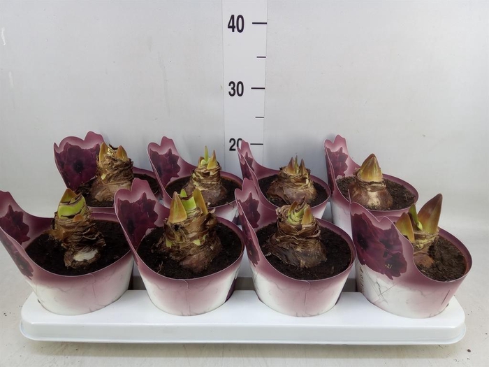 <h4>Hippeastrum   ...</h4>