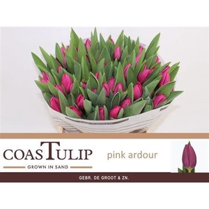 Tu En Pink Ardour [coas]