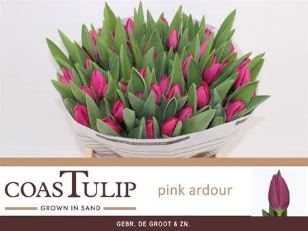 <h4>Tu En Pink Ardour [coas]</h4>