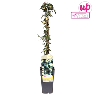 Hedera helix Goldheart P15
