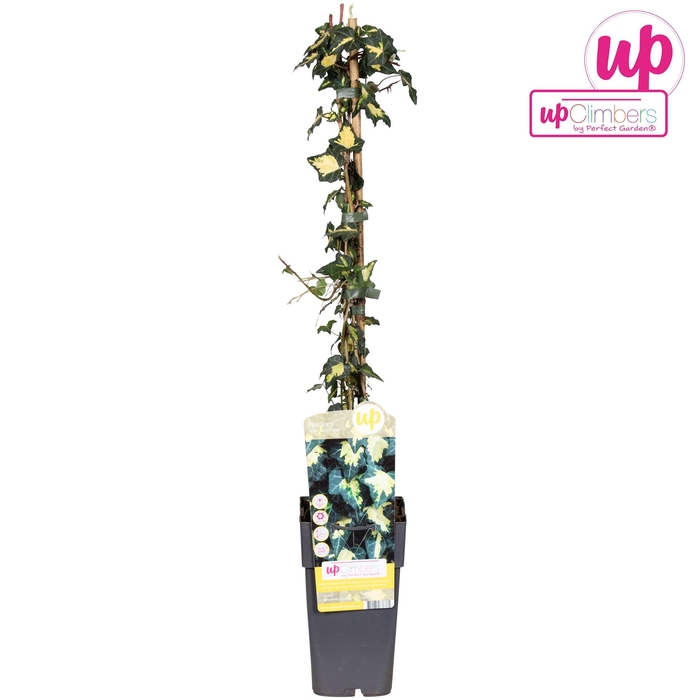 <h4>Hedera helix Goldheart P15</h4>