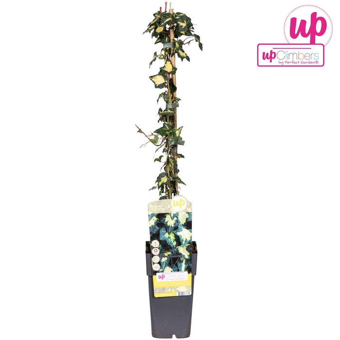 <h4>Hedera helix Goldheart P15</h4>