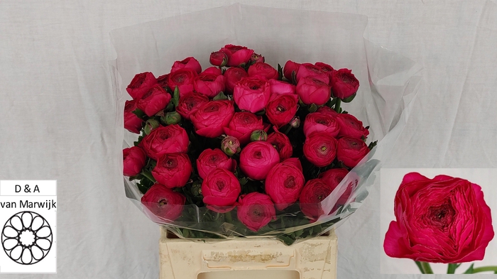 <h4>RAN AAZUR DEEP ROSE</h4>