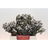 Kaaps Groen Silver Brunia
