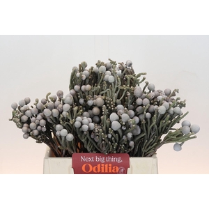 Kaaps Groen Silver Brunia