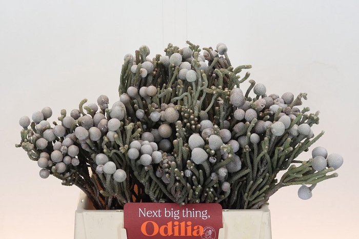 Cape Green Silver Brunia