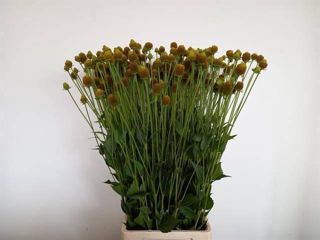 RUDBECKIA NITIDA SEEDS