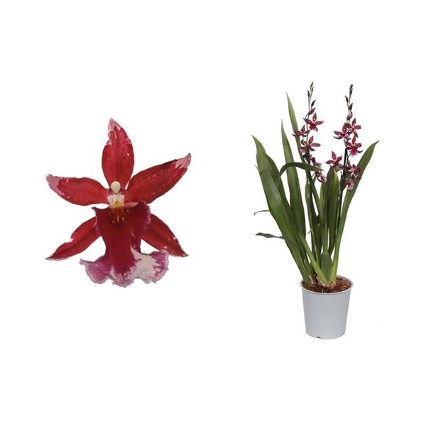 <h4>Cambria, Barrocco Red 2-tak Compact</h4>