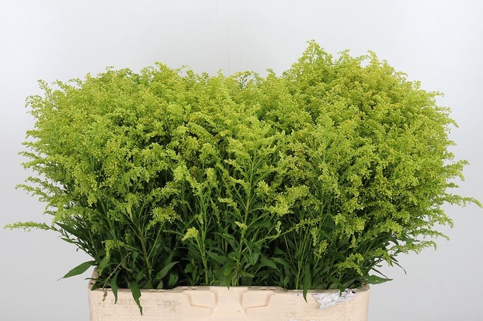 <h4>Soli Tara Gold</h4>