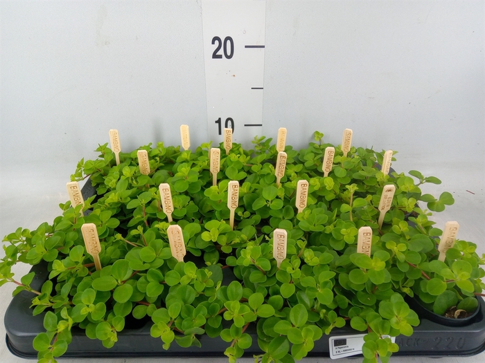 <h4>Peperomia rotundifolia</h4>