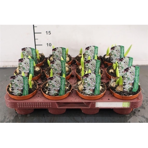 B Ornitogalum 9 Cm. P. Balansae