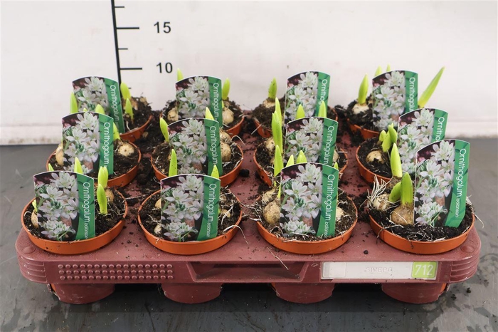 <h4>B Ornitogalum 9 Cm. P. Balansae</h4>