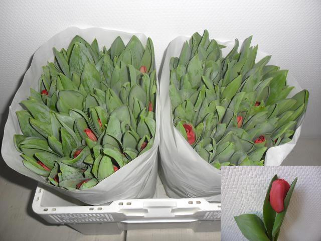 <h4>TU EN ESCAPE</h4>