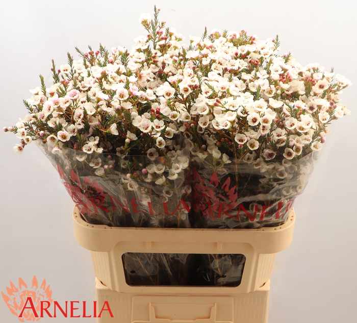<h4>Chame Moonlight Delight Arnelia</h4>