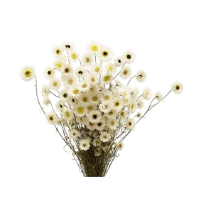 Dried Acroclinium Nat White Bunch