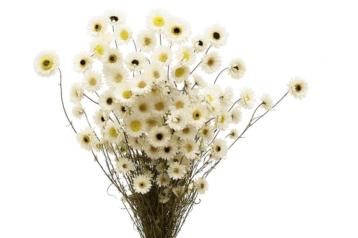 Dried Acroclinium Nat White Bunch