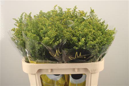 <h4>Solidago Carzan Glory</h4>