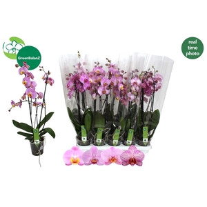 PHAL OV ROZE