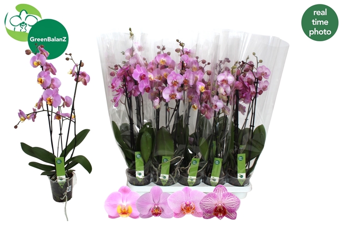 <h4>PHAL OV ROZE</h4>