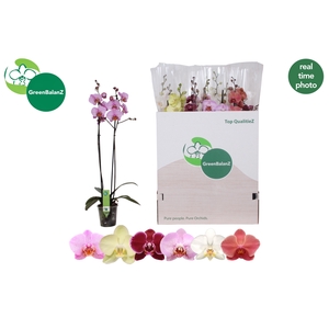 PHAL GEM