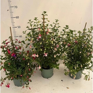 Fuchsia Mixk