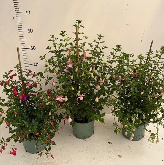 <h4>Fuchsia Mixk</h4>