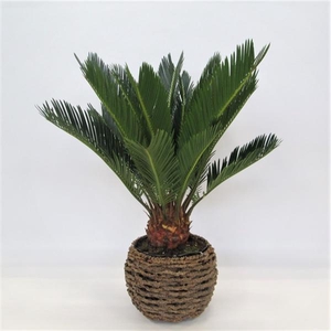 Cycas revoluta