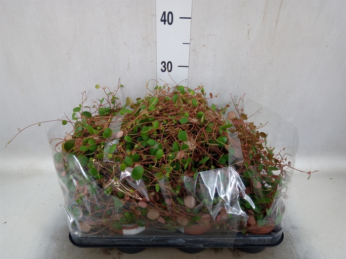 <h4>Peperomia  'Pepperspot'</h4>