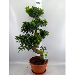 Ficus microcarpa 'Ginseng'