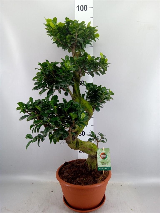 <h4>Ficus microcarpa 'Ginseng'</h4>