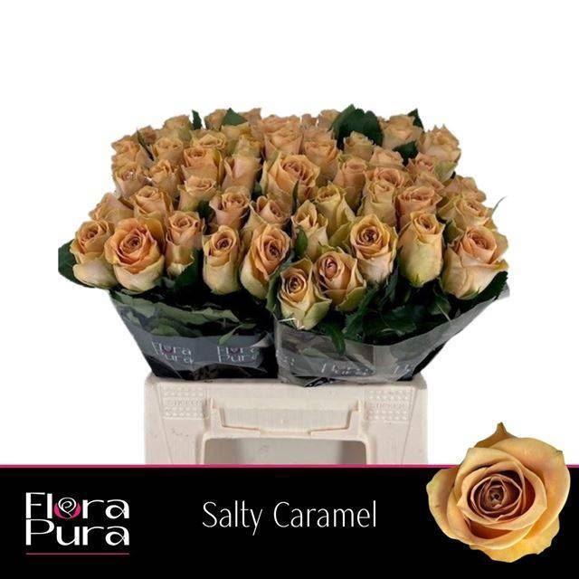 <h4>Rosa GR 'Salty Caramel'</h4>