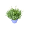 Lavandula angustifolia Munstead