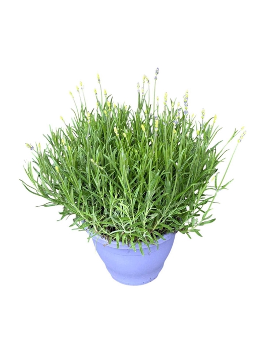 Lavandula angustifolia Munstead