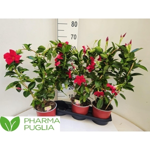 MANDE RIO GRANDE RED