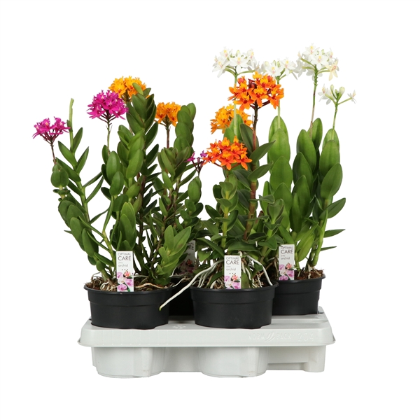 <h4>Epidendrum A2 Mix 15 cm</h4>