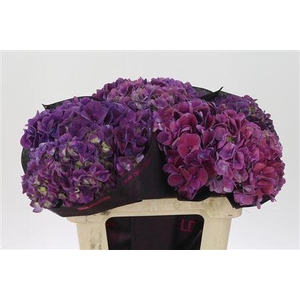 Hydr M Mag Trophy Purple