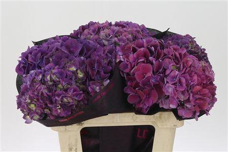 <h4>Hydr M Mag Trophy Purple</h4>