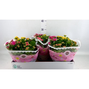 Kalanchoe blos.   ..rosebud mix/pot