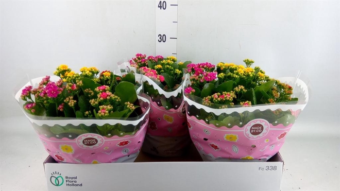 <h4>Kalanchoe blos.   ..rosebud mix/pot</h4>
