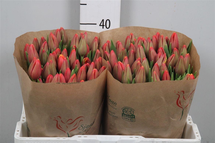 <h4>Tu En Trailblazer</h4>