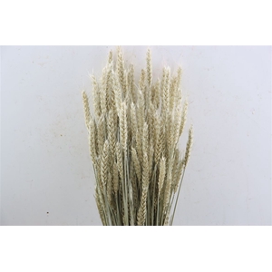 Dried Triticum X5 Frosted White Bunch