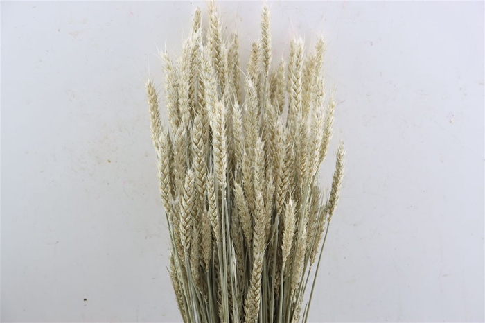<h4>Dried Triticum X5 Frosted White Bunch</h4>