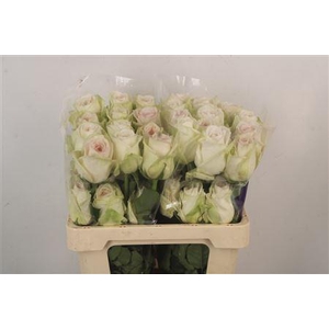 R Gr Ec Garden White Ohara