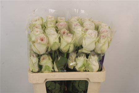 R Gr Ec Garden White Ohara