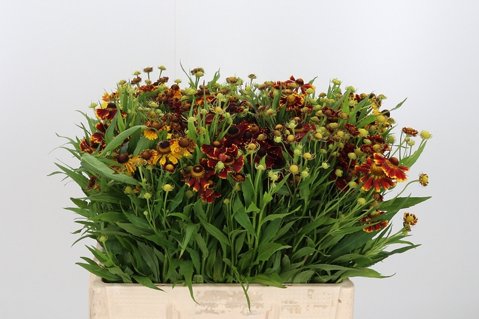 <h4>Helen Autumn Flirt</h4>