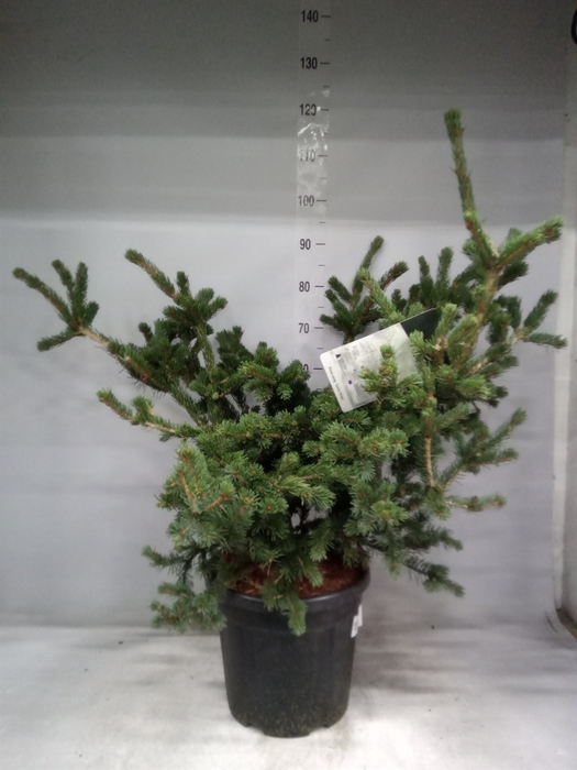 <h4>Picea pungens</h4>